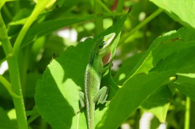 Yeşil anole kertenkelesi Florida 'da yeşil bitki üzerinde