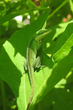 Yeşil anole kertenkelesi Florida 'da yeşil bitki üzerinde