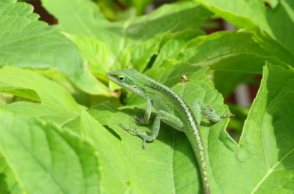 Grüne Anoleidechse Auf Grüner Pflanze Der Wildnis Floridas — Stockfoto