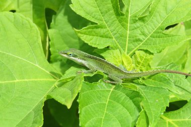 Tropical green anole lizard on leaves