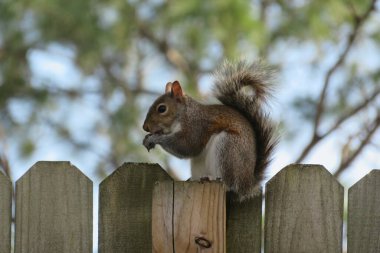 American grey squirrel on the fence