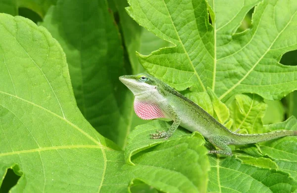 Beautiful Tropical Anole Lizard Green Plant —  Fotos de Stock