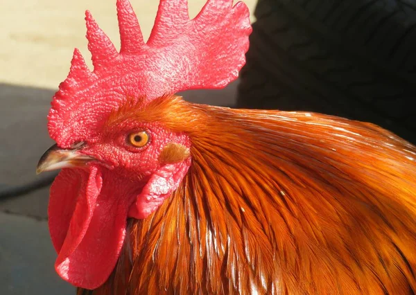 Closeup Beautiful Red Rooster — Fotografia de Stock