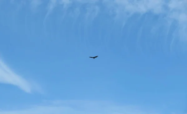 Птица Полете Голубом Фоне Неба — стоковое фото