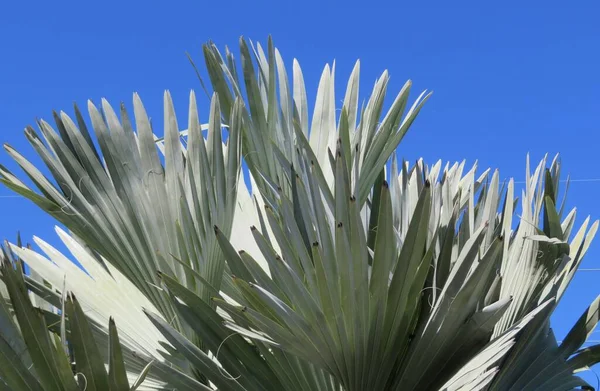Closeup Palm Tree Branches Blue Sky — Fotografia de Stock