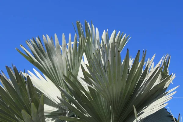 Ramas Palmeras Sobre Fondo Azul Del Cielo — Foto de Stock