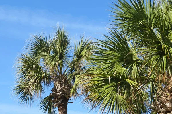 Palm Tree Top Blue Sky Background Florida — Stock Photo, Image