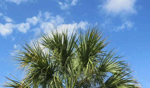 Palm Tree Top Blue Sky Background Florida — Stock Photo, Image