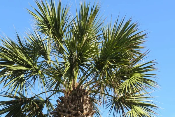 Parte Superior Palmera Fondo Del Cielo Azul Florida — Foto de Stock