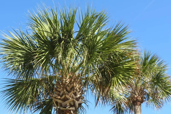 Parte Superior Palmera Fondo Del Cielo Azul Florida — Foto de Stock