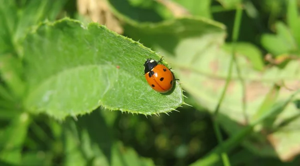 Red Ladybug Green Leaf Garden Natural Background — Stock Photo, Image