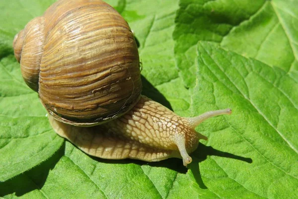 Escargot Brun Dans Jardin Sur Fond Feuilles Vertes — Photo