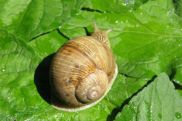 Brown Snail Garden Green Leaves Background — Stock Photo, Image