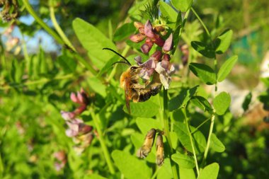 Uzun boynuzlu arı çayırdaki çayırda bitki yetiştiriyor.