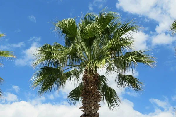 Vacker Palm Grenar Blå Himmel Bakgrund — Stockfoto