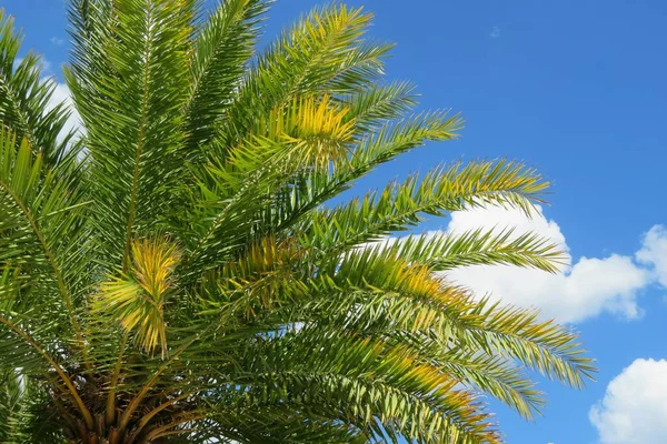 Hermosas Ramas Palmera Sobre Fondo Azul Del Cielo — Foto de Stock