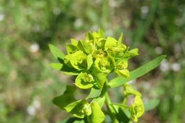 Çayırdaki su arıtma tesisi