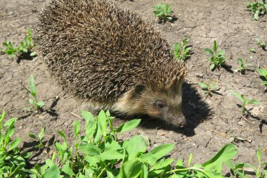 Kirpi vahşi doğada toprak arka planda