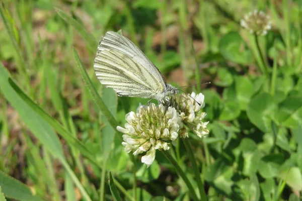 Hermosa Mariposa Sobre Trébol Blanco Prado — Foto de Stock