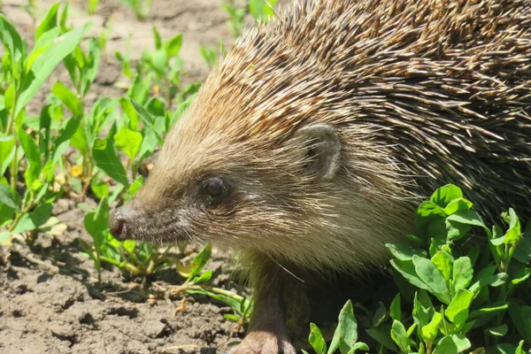 Igel Auf Dem Boden Freier Wildbahn — Stockfoto