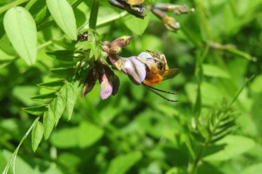 Uzun boynuzlu arı otlakta bitki yetiştiriyor, doğal yeşil arka plan.