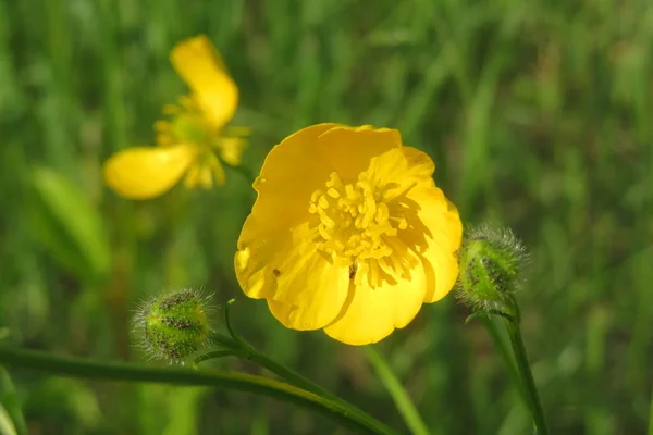 Belles Fleurs Buttercup Dans Prairie Sur Fond Vert Naturel — Photo