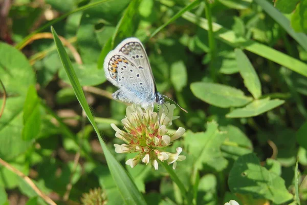 Papillon Sur Fleur Trèfle Blanc Dans Jardin Gros Plan — Photo