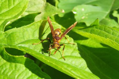 Yeşil yapraklı yaban arısı.