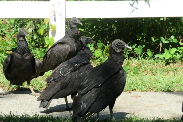 Avvoltoi Neri Americani Natura — Foto Stock
