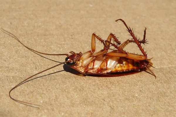 Big American Cockroach Brown Background — Stock Photo, Image