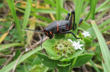 Vahşi doğada richardia çiçekleri üzerinde siyah tropikal çekirge