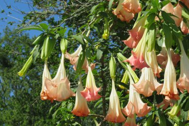 Mavi arka plandaki çalılıklarda güzel brugmansia çiçekleri