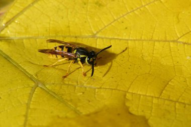 Sarı yapraklı doğal bir eşek arısı.