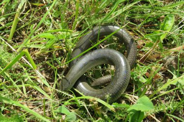 Yavaş solucan (Anguis fragilis) yabani otların üzerinde