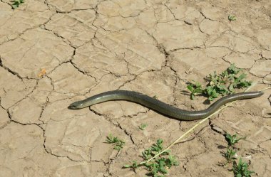 Yerde yavaş solucanlar