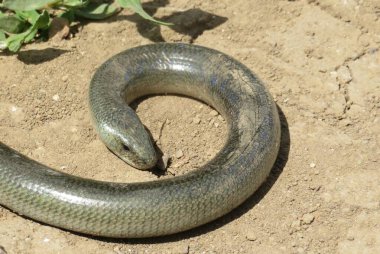 Slow worm (anguis fragilis) on the ground, natural background