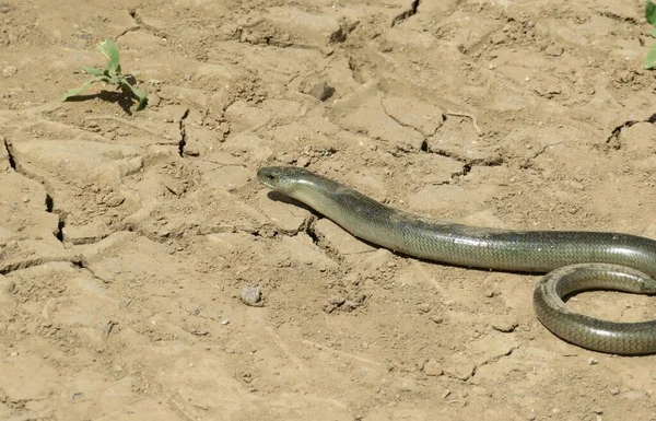 Slow Worm Anguis Fragilis Cracked Soil — Stock Photo, Image