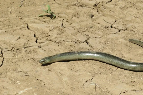 Медленный Червь Anguis Fragilis Треснувшей Почве — стоковое фото