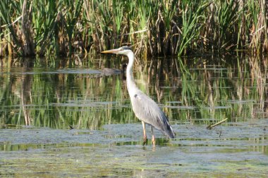 Güzel, gri, büyük balıkçıl gölette, Avrupa