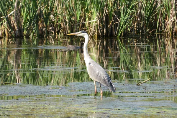 Güzel, gri, büyük balıkçıl gölette, Avrupa