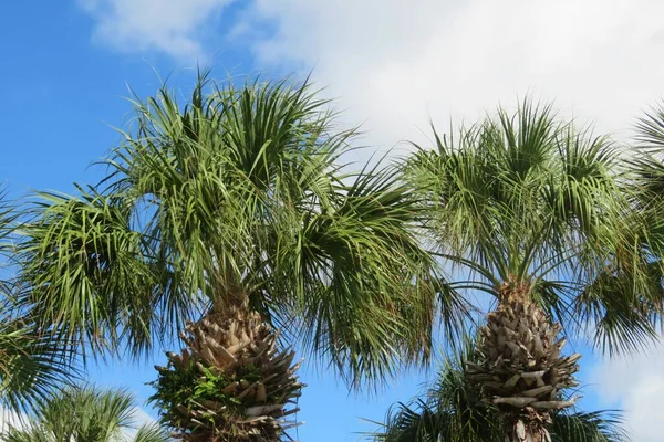 Palm Trees Blue Sky Background Florida Landscape — Stock Photo, Image