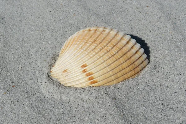 Gyönyörű Könnyű Kagyló Homokon Florida Beach — Stock Fotó