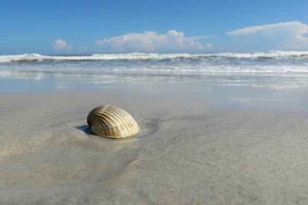 Seashell Atlantic Shore Florida Beach — Stock Photo, Image