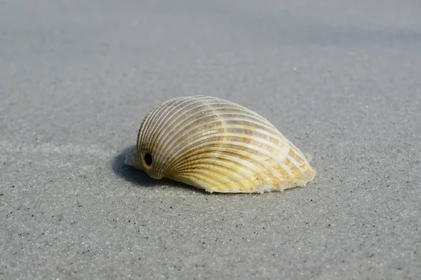 Schöne Leichte Muschel Sand Strand Von Florida — Stockfoto