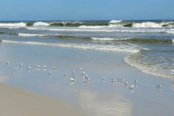 Березі Флориди Відкривається Чудовий Вид Океан Пасуться Піщані Пасма — стокове фото