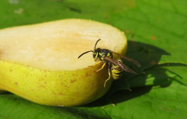 Bahçede bir armut, doğal arka plan.