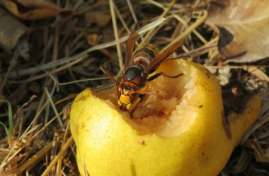 Eşek arısı yiyor bahçede, yakın plan.