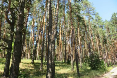 Avrupa vahşi ormanlarının güzel manzarası