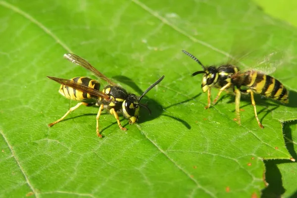 Wasp Pije Vodu Zeleném Listovém Pozadí — Stock fotografie