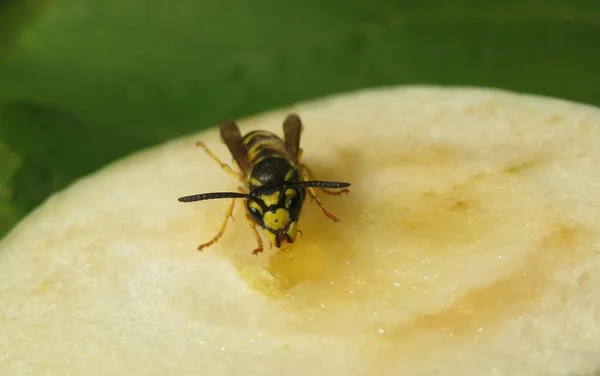 Wasp Pear Garden Natural Background — Stock Photo, Image